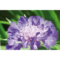 SCABIOSA caucasica...