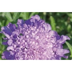 SCABIOSA columbaria...