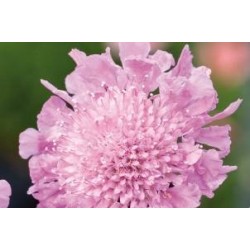 SCABIOSA columbaria 'Pink...