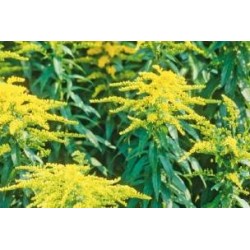 SOLIDAGO 'Strahlenkrone' FF...