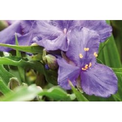 TRADESCANTIA andersoniana...
