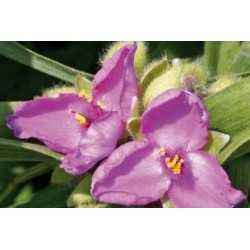 TRADESCANTIA andersoniana...