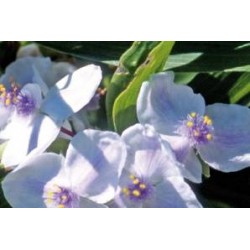 TRADESCANTIA andersoniana...