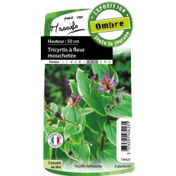 TRICYRTIS formosana 'Gilt...