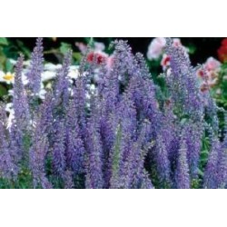 VERONICA spicata FF C0.65L