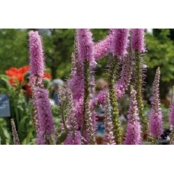 VERONICA spicata FF C0.65L