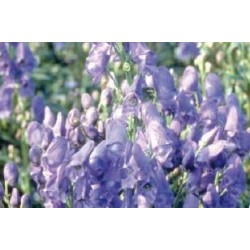 ACONITUM carmichaelii...
