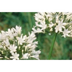 AGAPANTHUS umbellatus...