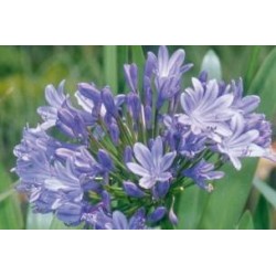 AGAPANTHUS umbellatus FF...