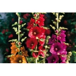 ALCEA rosea fleur simple...