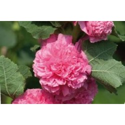 ALCEA rosea 'Chater's...