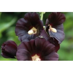 ALCEA rosea FF C0.65L