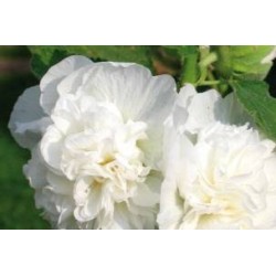 ALCEA rosea FF C0.65L
