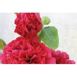 ALCEA rosea FF C0.65L