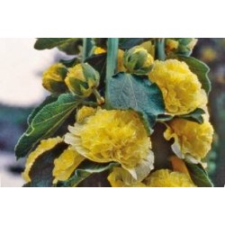 ALCEA rosea FF C0.65L