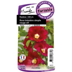 ALCEA rosea 'Mars Magic' FF...
