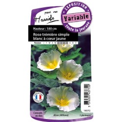 ALCEA rosea 'Polarstar' FF...