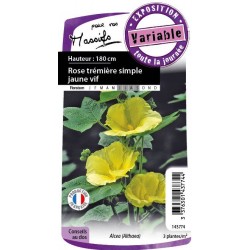 ALCEA rosea 'Sunshine' FF...
