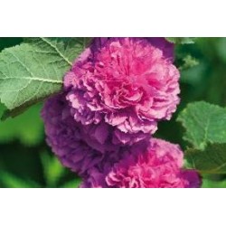 ALCEA rosea FF C0.65L