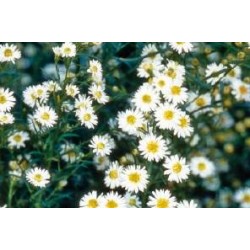 ASTER 'Monte Cassino' FF...