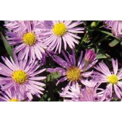 ASTER ericoides 'Pink Star'...