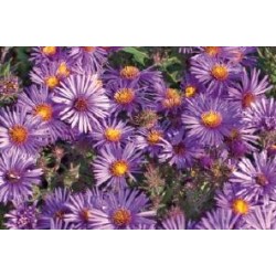 ASTER novi-belgii...