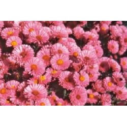 ASTER novi-belgii 'Winston...