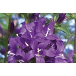 CAMPANULA pyramidalis FF...