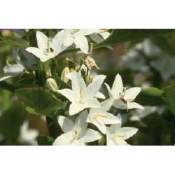 CAMPANULA pyramidalis...