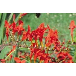 CROCOSMIA 'Lucifer' FF C0.65L