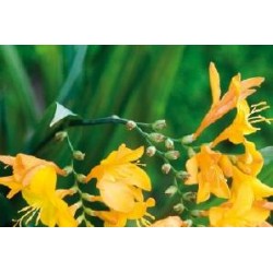 CROCOSMIA crocosmiiflora...