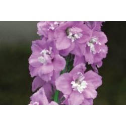 DELPHINIUM Pacific Giant...