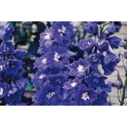 DELPHINIUM Pacific Giant...