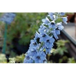 DELPHINIUM Pacific Giant...