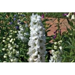 DELPHINIUM Pacific Giant...