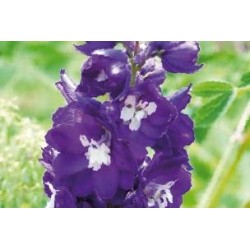 DELPHINIUM Pacific Giant...