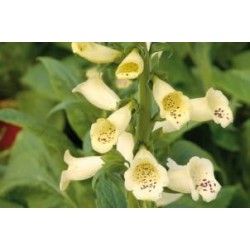 DIGITALIS grandiflora FF...