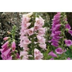 DIGITALIS purpurea...