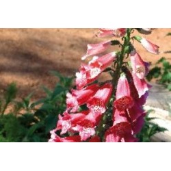 DIGITALIS mertonensis FF...