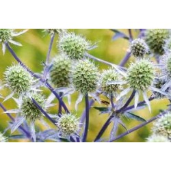 ERYNGIUM planum FF C0.65L
