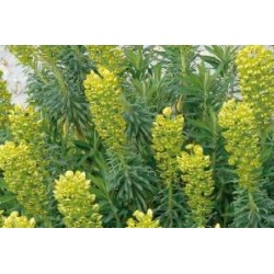 EUPHORBIA characias...