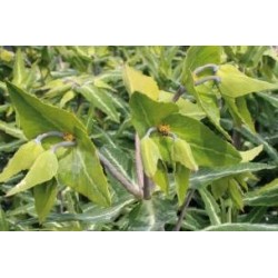 EUPHORBIA lathyris FF C0.65L