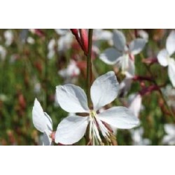 GAURA lindheimeri FF C0.65L