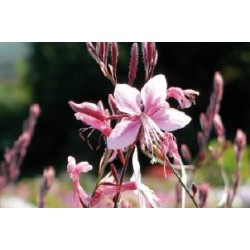 GAURA lindheimeri FF C0.65L
