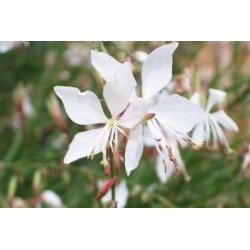 GAURA lindheimeri 'Whirling...