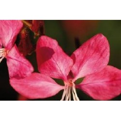 GAURA lindheimeri 'Red...