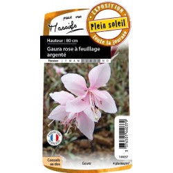 GAURA feuillage argente FF...