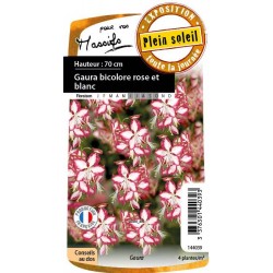 GAURA lindheimeri Rosy...