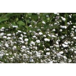 GYPSOPHILA paniculata FF...