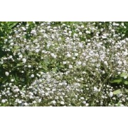 GYPSOPHILA paniculata...